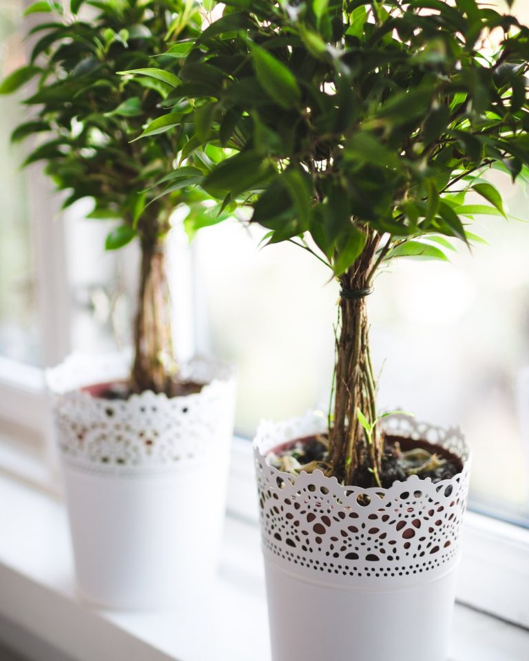Potted houseplants on a sunny windowsill